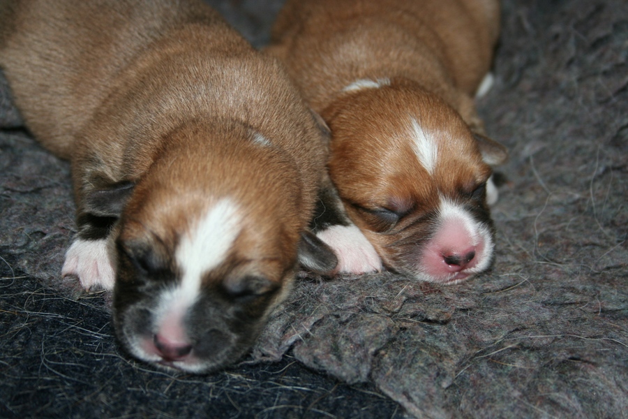 Puppies
